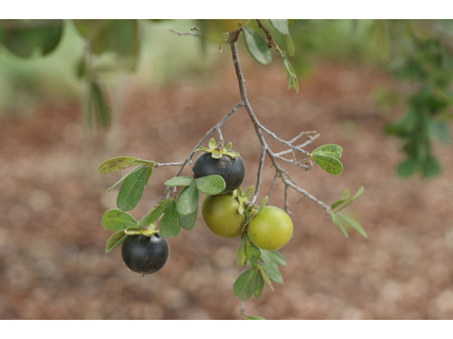 Diospyros texana (Texas persimmon) #40977