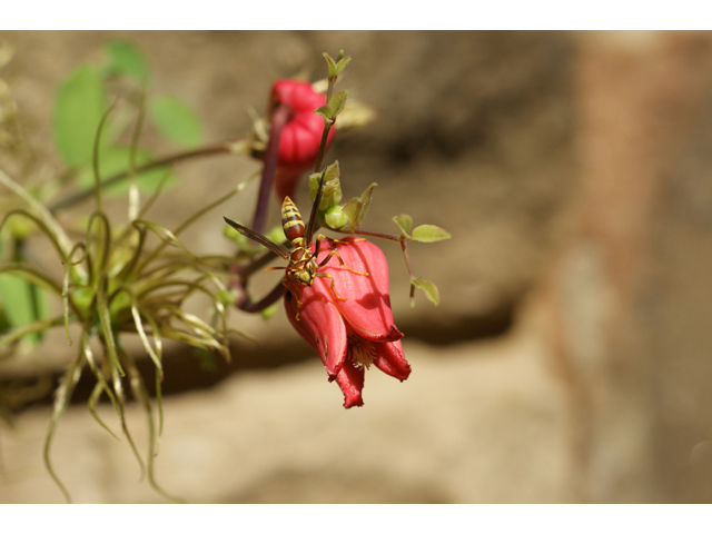 Clematis texensis (Scarlet clematis) #40987