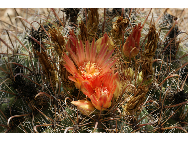 Ferocactus wislizeni (Candy barrel) #40991