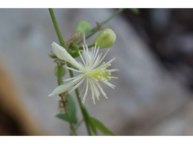 Clematis drummondii (Old man's beard) #40995