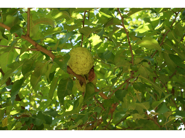 Maclura pomifera (Osage orange) #41020