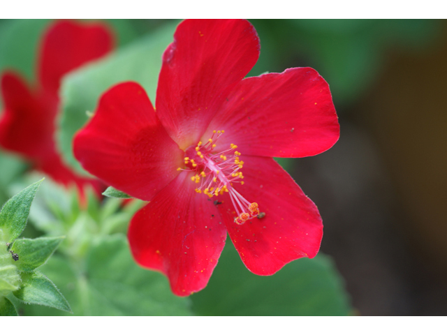 Hibiscus martianus (Heartleaf rosemallow) #41057