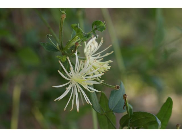 Clematis drummondii (Old man's beard) #41069