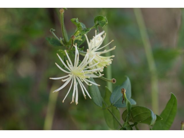 Clematis drummondii (Old man's beard) #41070