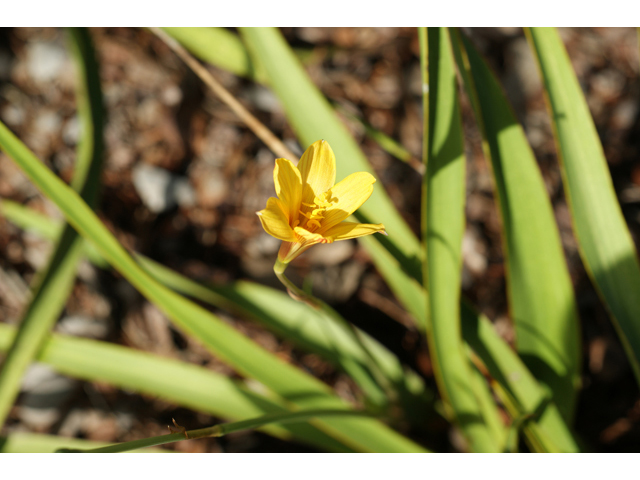 Habranthus tubispathus (Rio grande copperlily) #41081