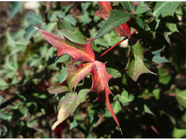 Mahonia trifoliolata (Agarita) #41122