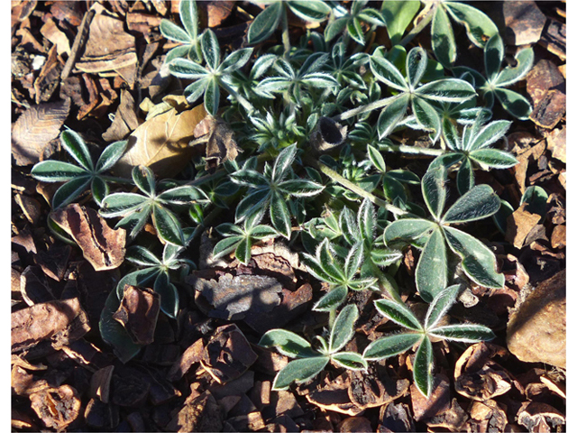 Lupinus texensis (Texas bluebonnet) #41154