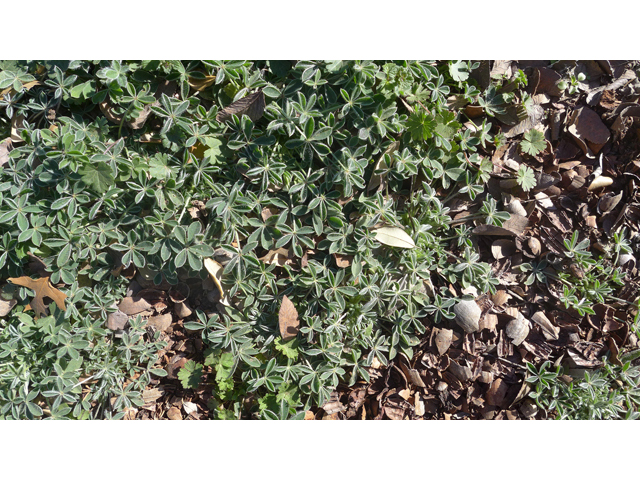 Lupinus texensis (Texas bluebonnet) #41168