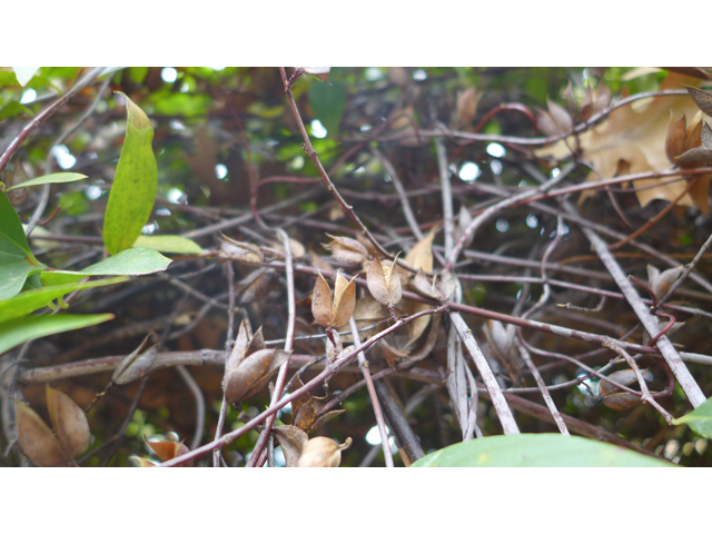 Gelsemium sempervirens (Carolina jessamine) #41230