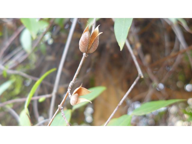 Gelsemium sempervirens (Carolina jessamine) #41232