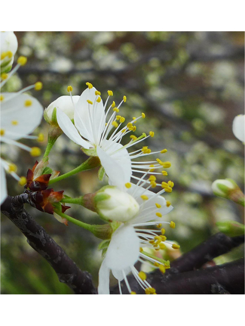 Prunus mexicana (Mexican plum) #41257