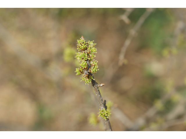 Forestiera pubescens (Elbowbush) #41274