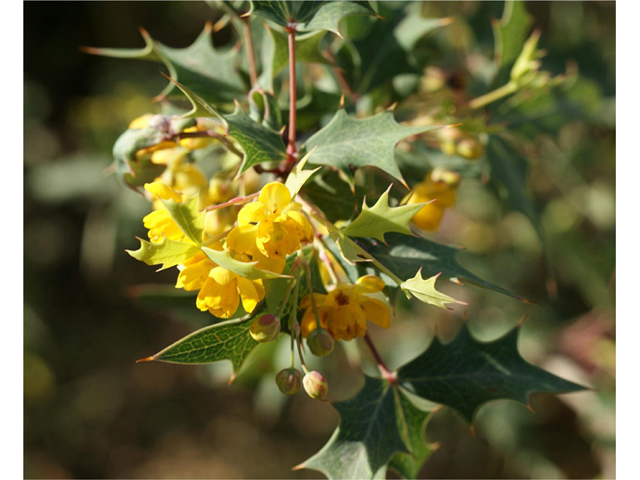 Mahonia trifoliolata (Agarita) #41306