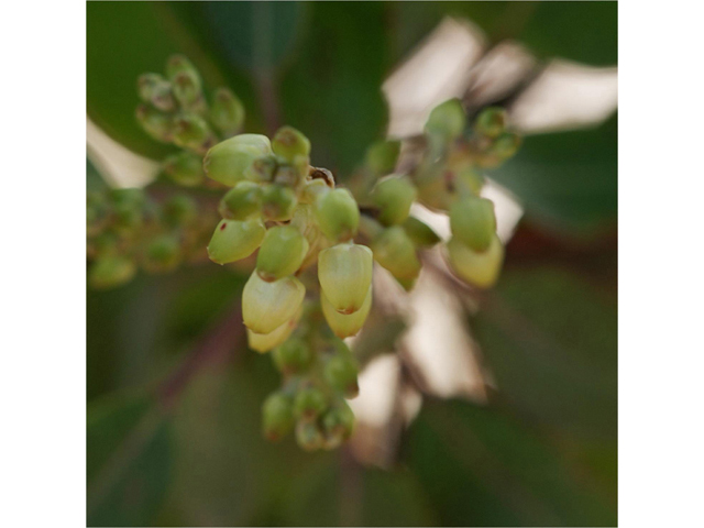 Arbutus xalapensis (Texas madrone) #41314