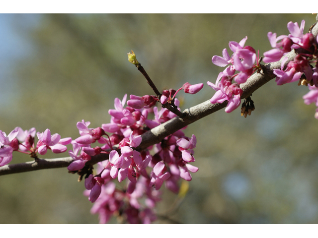 Cercis canadensis (Eastern redbud) #41324