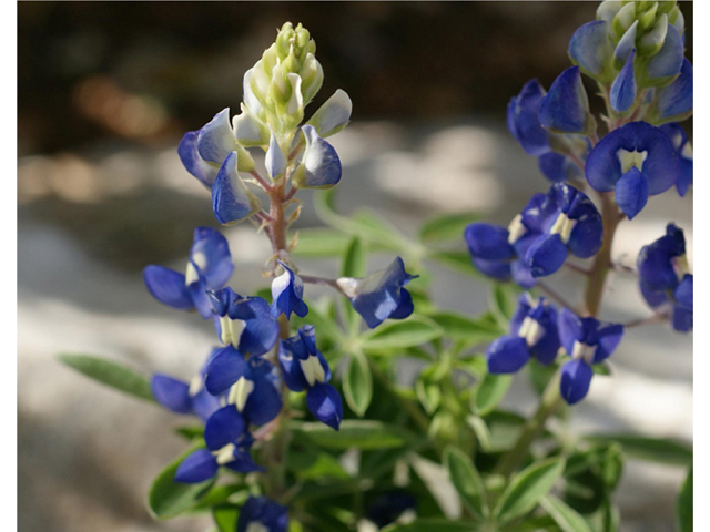 Lupinus texensis (Texas bluebonnet) #41346