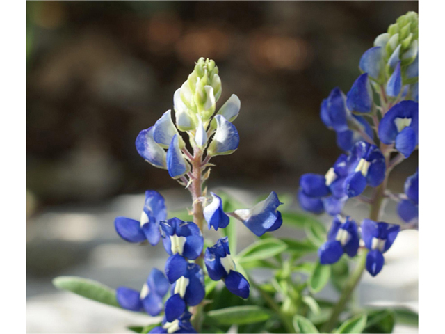 Lupinus texensis (Texas bluebonnet) #41347