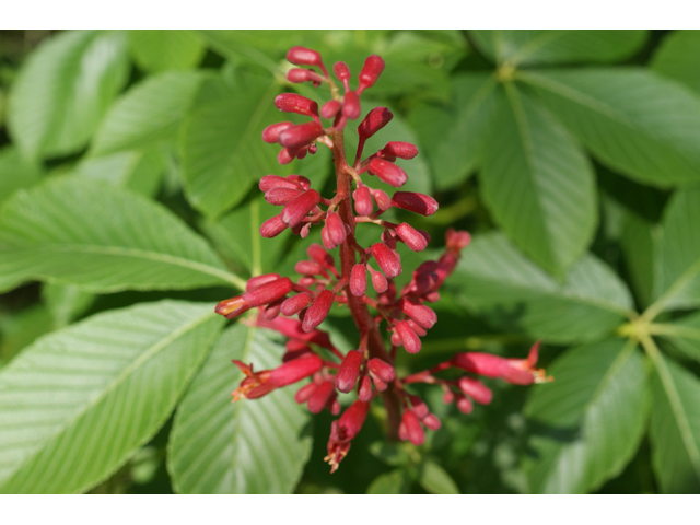 Aesculus pavia (Red buckeye) #41356