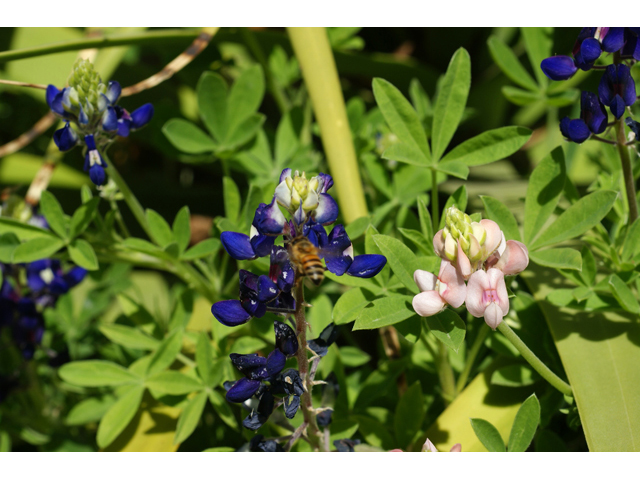 Lupinus texensis (Texas bluebonnet) #41372