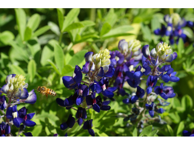 Lupinus texensis (Texas bluebonnet) #41381