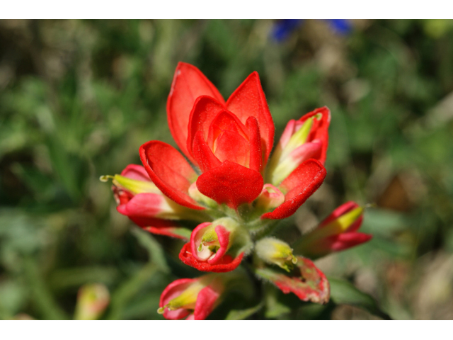 Castilleja indivisa (Texas indian paintbrush) #41403