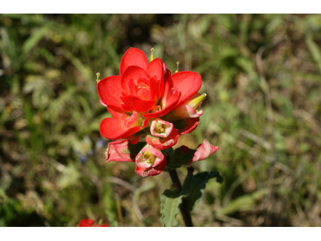 Castilleja indivisa (Texas indian paintbrush) #41411