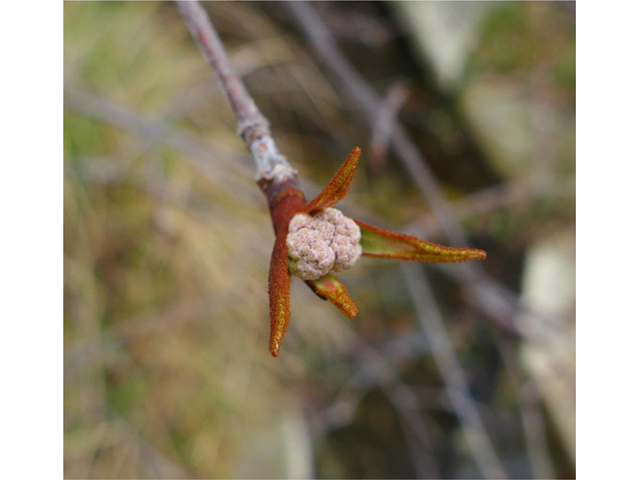 Viburnum rufidulum (Rusty blackhaw viburnum) #41439