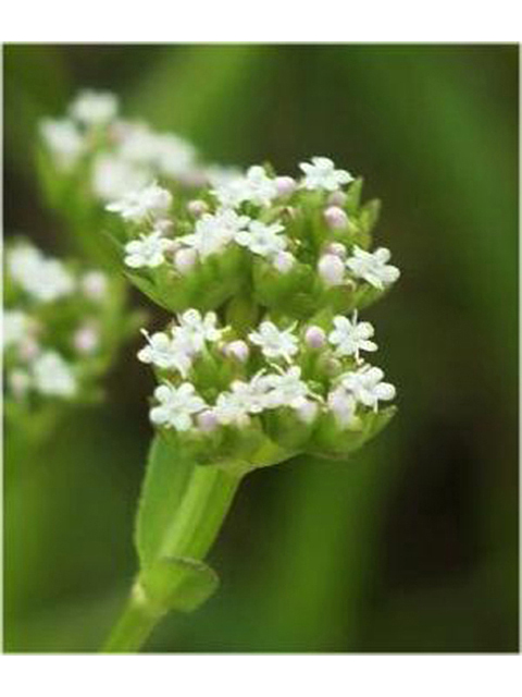 Valerianella amarella (Hairy cornsalad) #41595