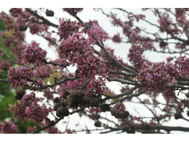 Ungnadia speciosa (Mexican buckeye) #41649