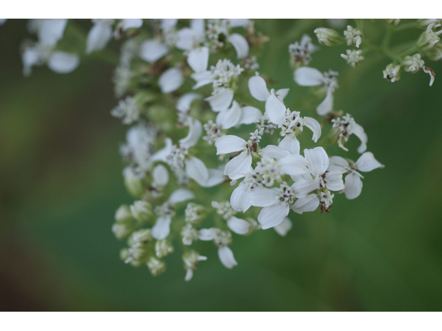 Verbesina virginica (Frostweed) #55050