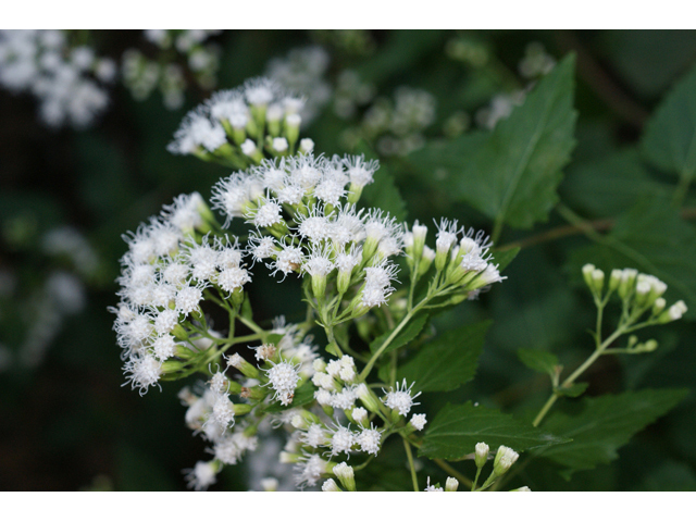 Ageratina havanensis (Shrubby boneset) #55106