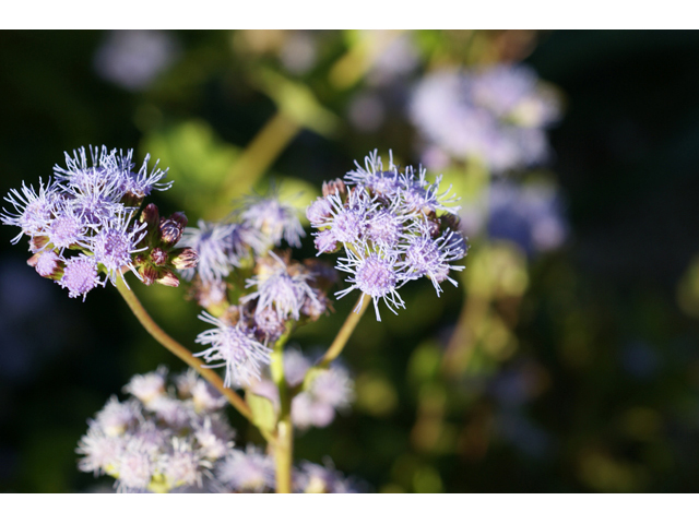 Conoclinium betonicifolium (Betonyleaf thoroughwort) #55121