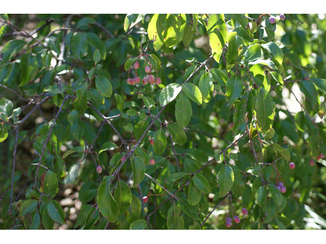 Viburnum rufidulum (Rusty blackhaw viburnum) #55136