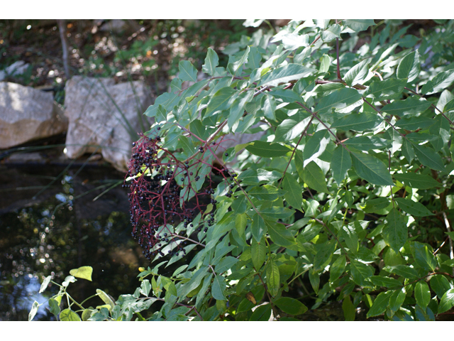 Sambucus nigra ssp. canadensis (Common elderberry) #55148