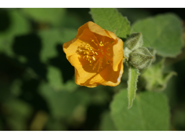 Allowissadula holosericea (Velvet-leaf mallow) #55160