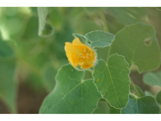 Allowissadula holosericea (Velvet-leaf mallow) #55161