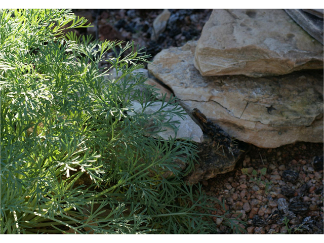 Eschscholzia californica (California poppy) #55181