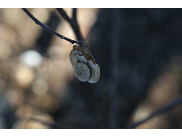 Ptelea trifoliata (Wafer ash) #55191