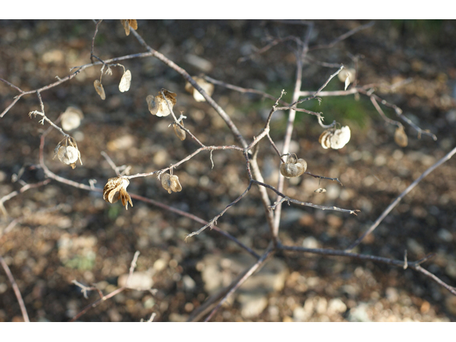 Ptelea trifoliata (Wafer ash) #55195