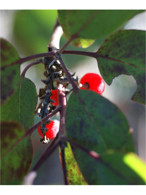 Arbutus xalapensis (Texas madrone) #55198