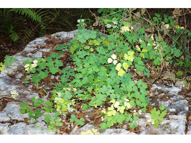 Aquilegia canadensis (Eastern red columbine) #55209