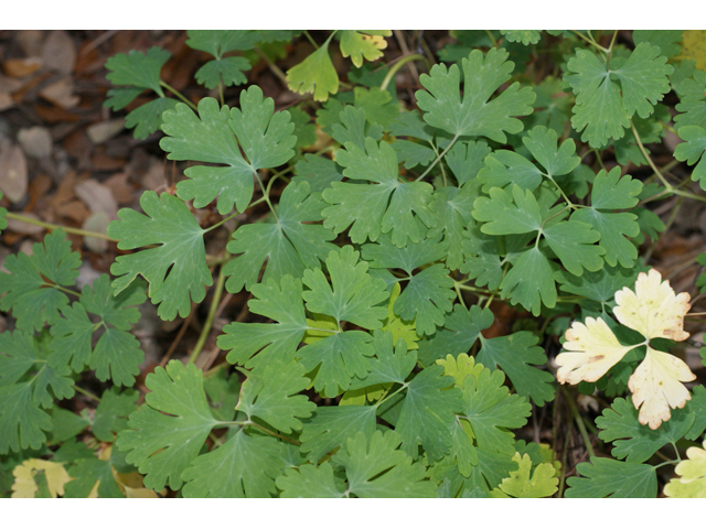 Aquilegia canadensis (Eastern red columbine) #55211