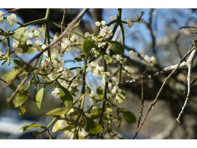 Phoradendron tomentosum (Christmas mistletoe) #55221