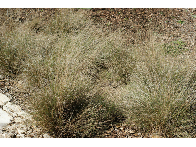 Muhlenbergia reverchonii (Seep muhly) #55315