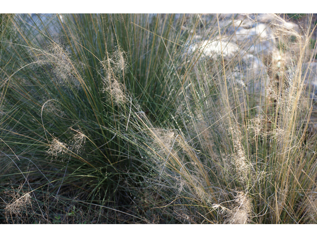 Muhlenbergia capillaris (Gulf muhly) #55325