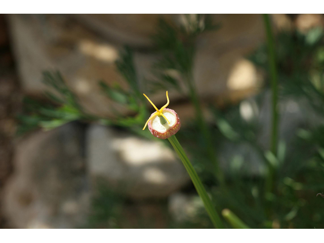 Eschscholzia californica (California poppy) #55344