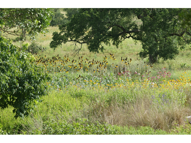 Rudbeckia maxima (Giant coneflower) #55363