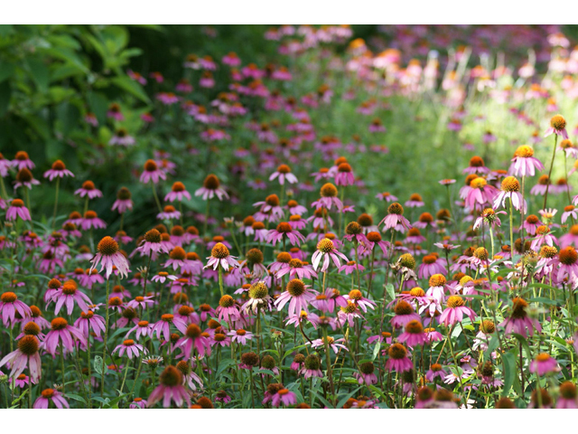 Echinacea purpurea (Eastern purple coneflower) #55373