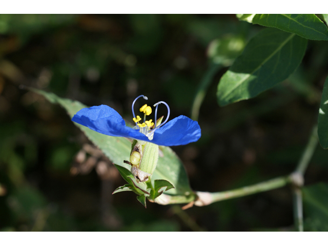 Commelina erecta var. angustifolia (Whitemouth dayflower) #55384