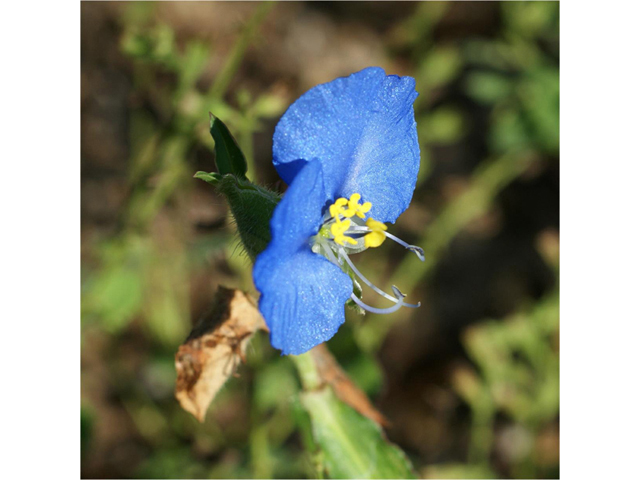 Commelina erecta var. angustifolia (Whitemouth dayflower) #55385